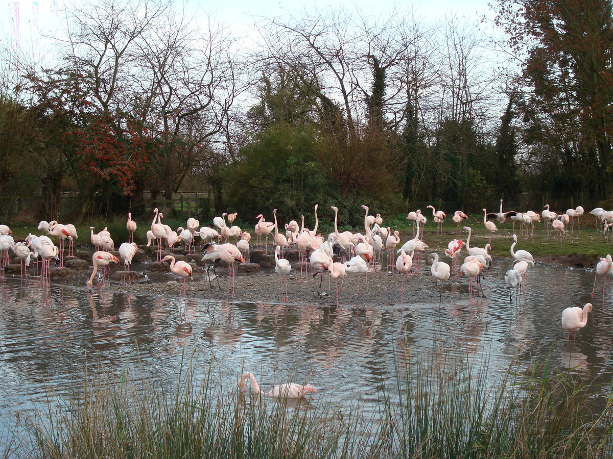 Caribbean flamingos, Slimbridge, 25th November, 2007